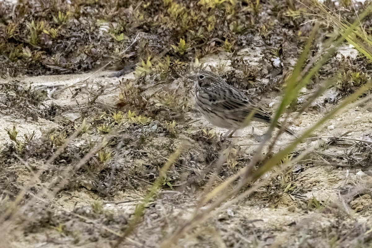 Vesper Sparrow - ML498684831