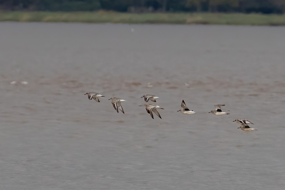 Bar-tailed Godwit - ML498685111