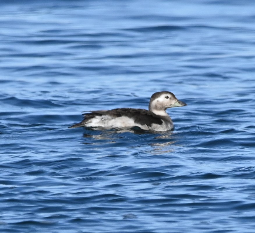 Long-tailed Duck - Regis Fortin