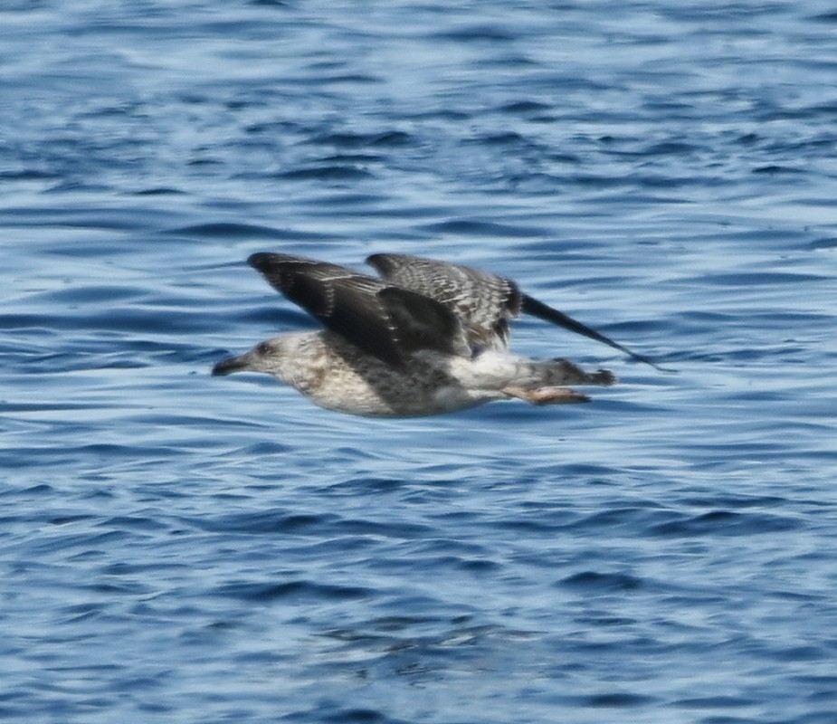 Great Black-backed Gull - Regis Fortin