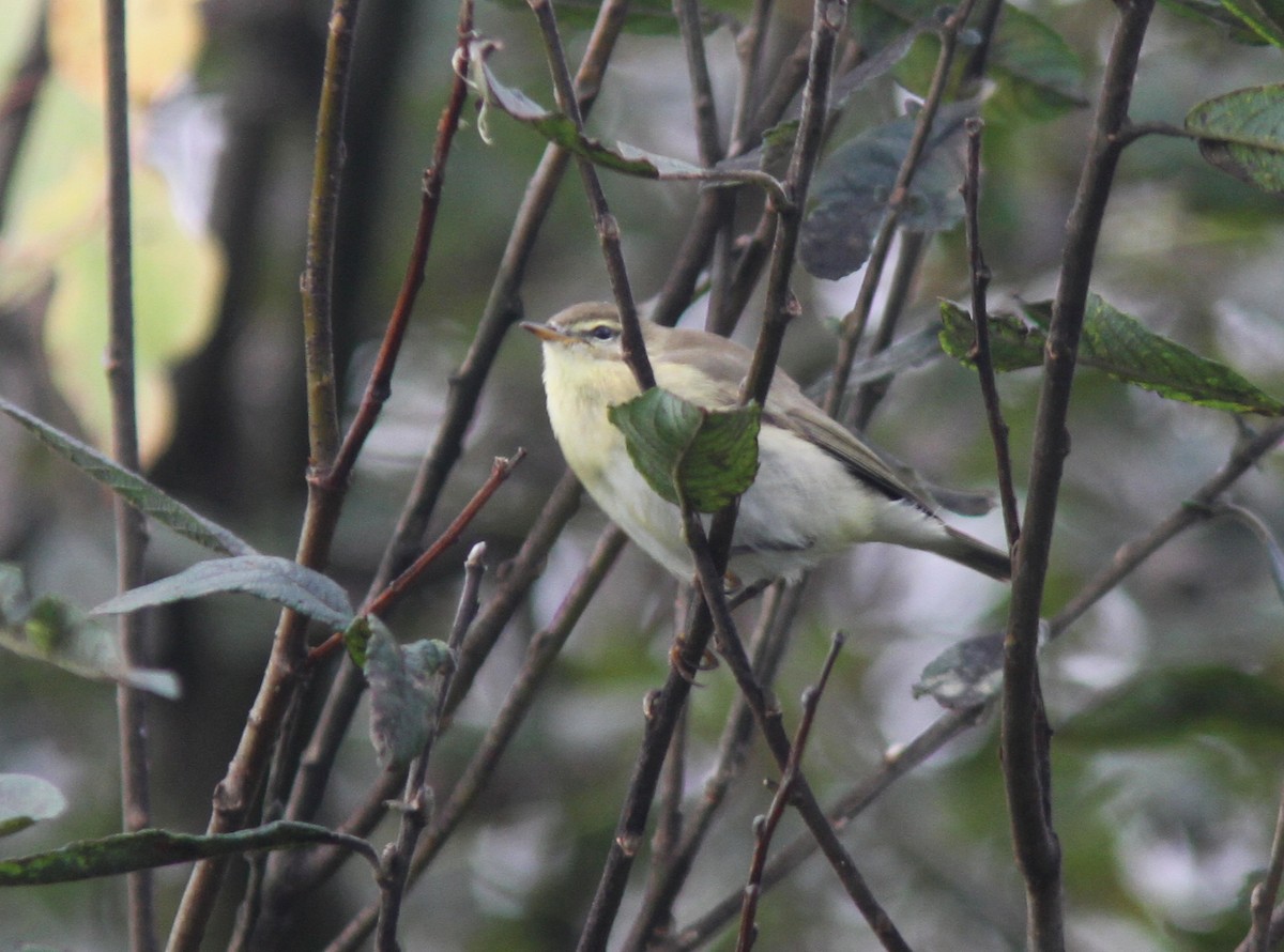 Willow Warbler - Jeff copner