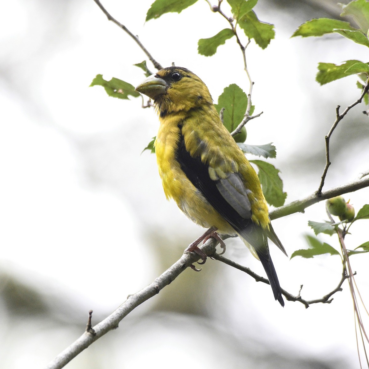 Hooded Grosbeak - ML498686501