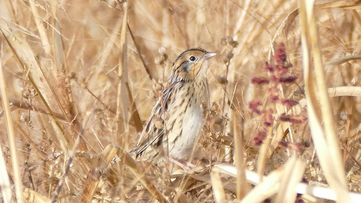 LeConte's Sparrow - ML498688051