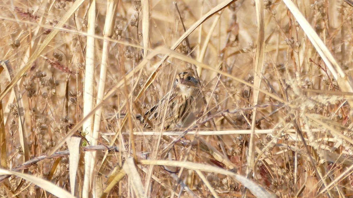 LeConte's Sparrow - ML498688091