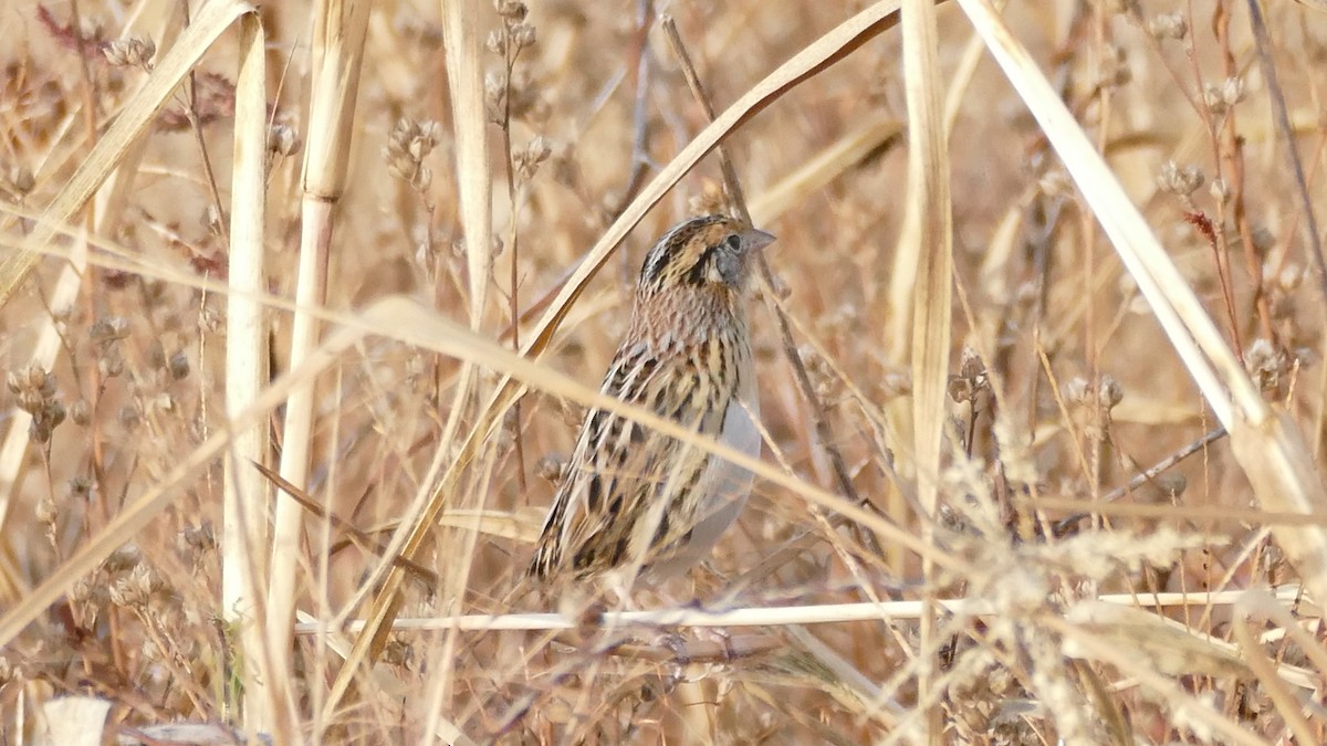 LeConte's Sparrow - ML498688261