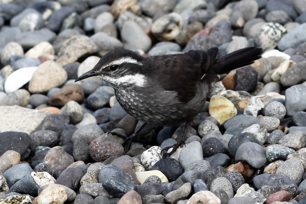 Dark-bellied Cinclodes - Chloe Marshall