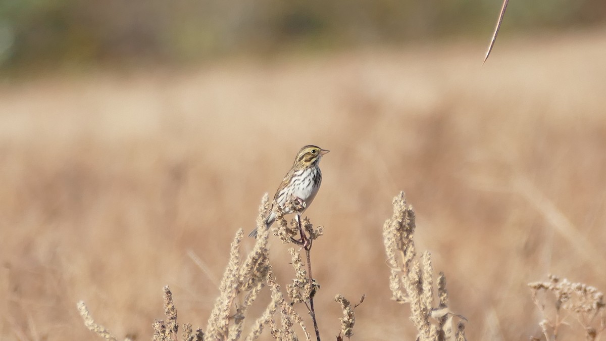 Savannah Sparrow - ML498688731