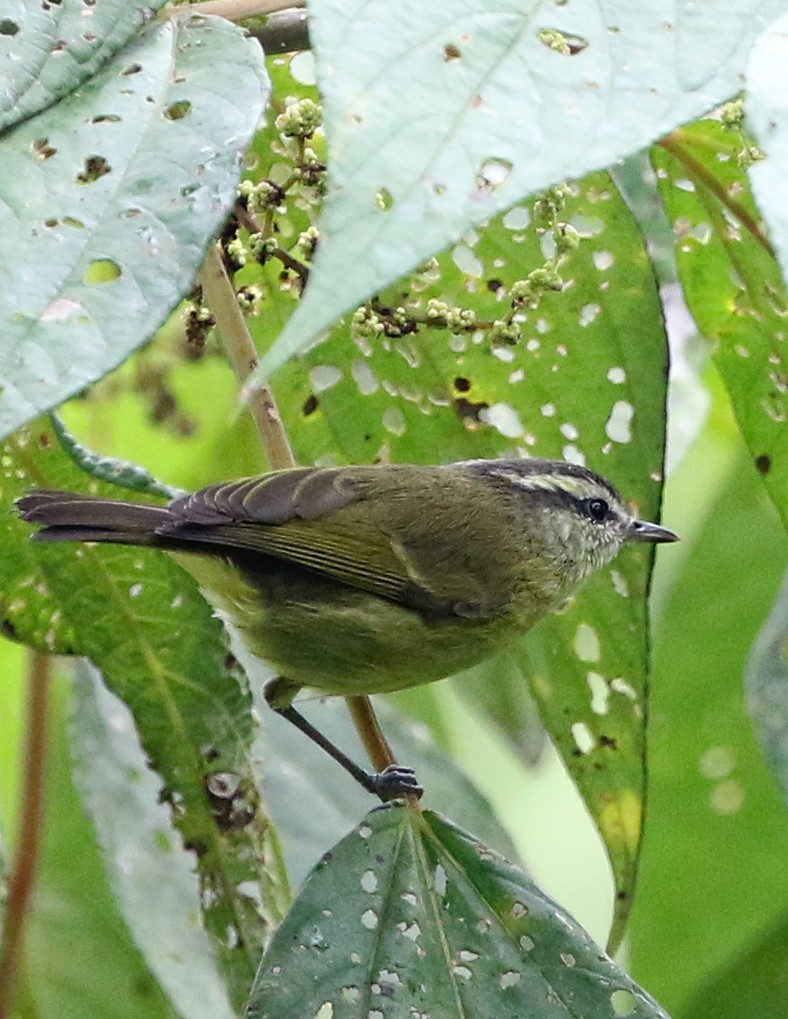 Island Leaf Warbler - David W Nelson