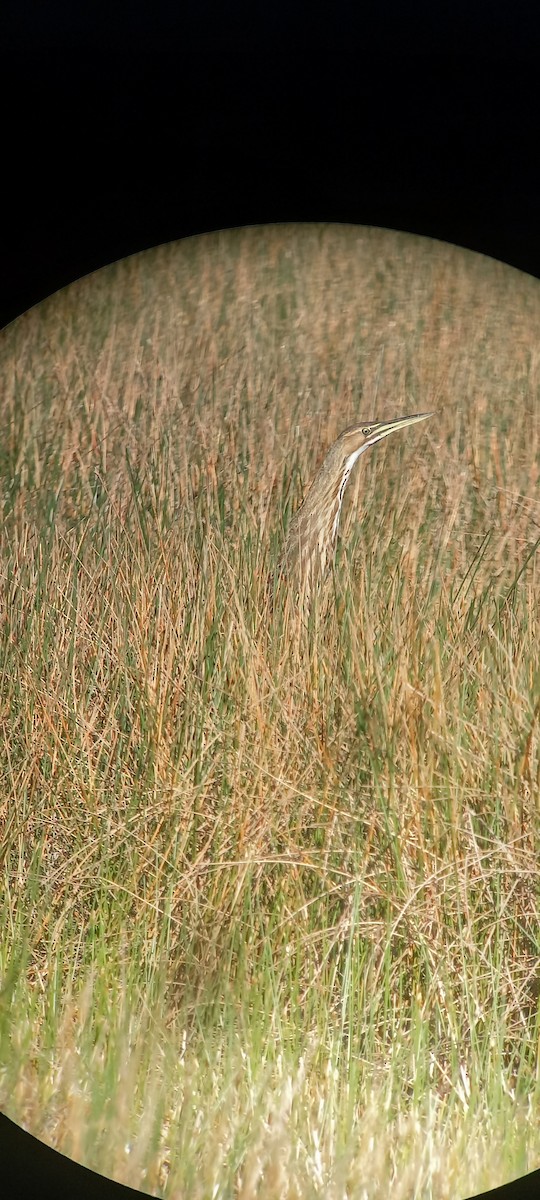 American Bittern - ML498689101