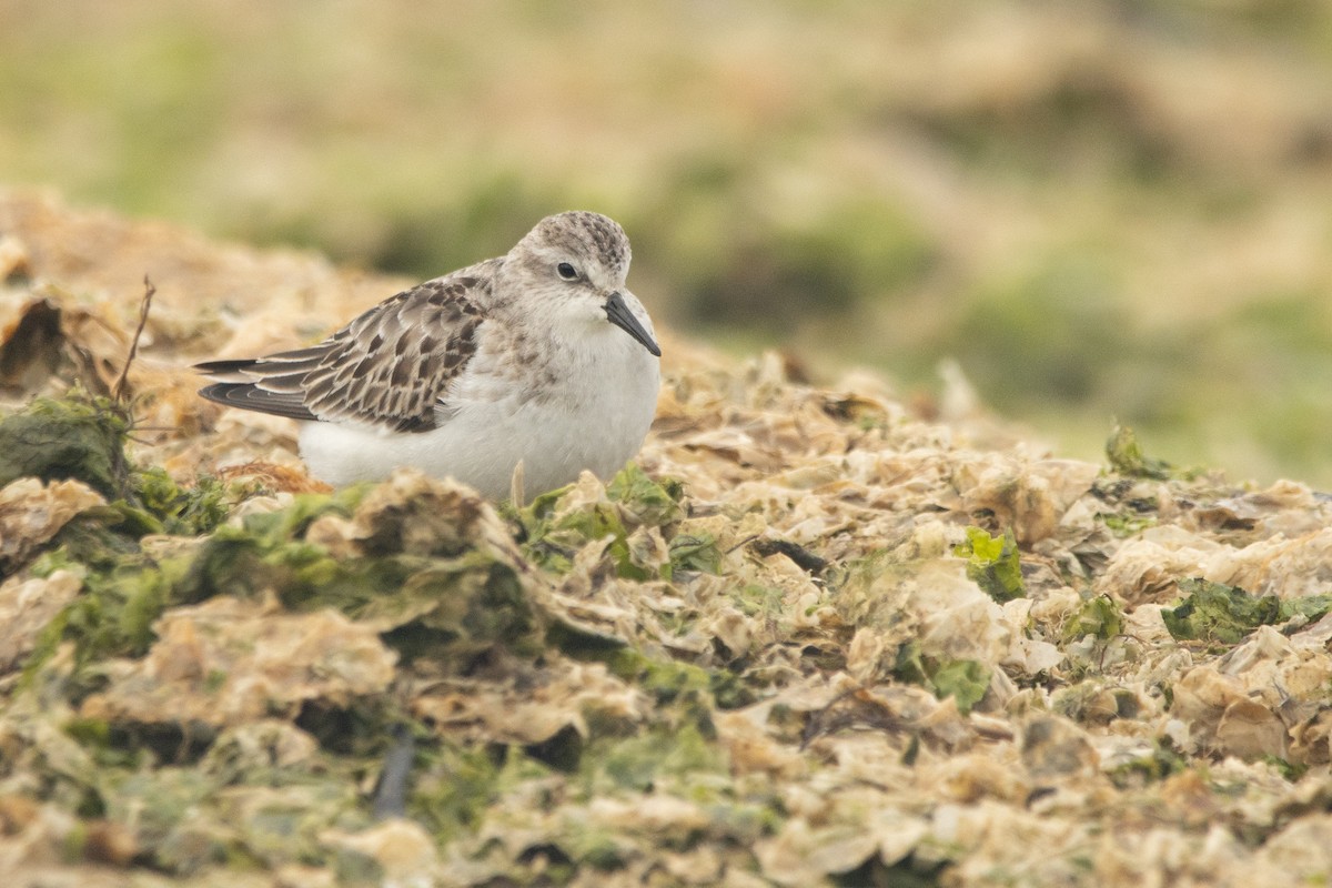 Little Stint - ML498689351