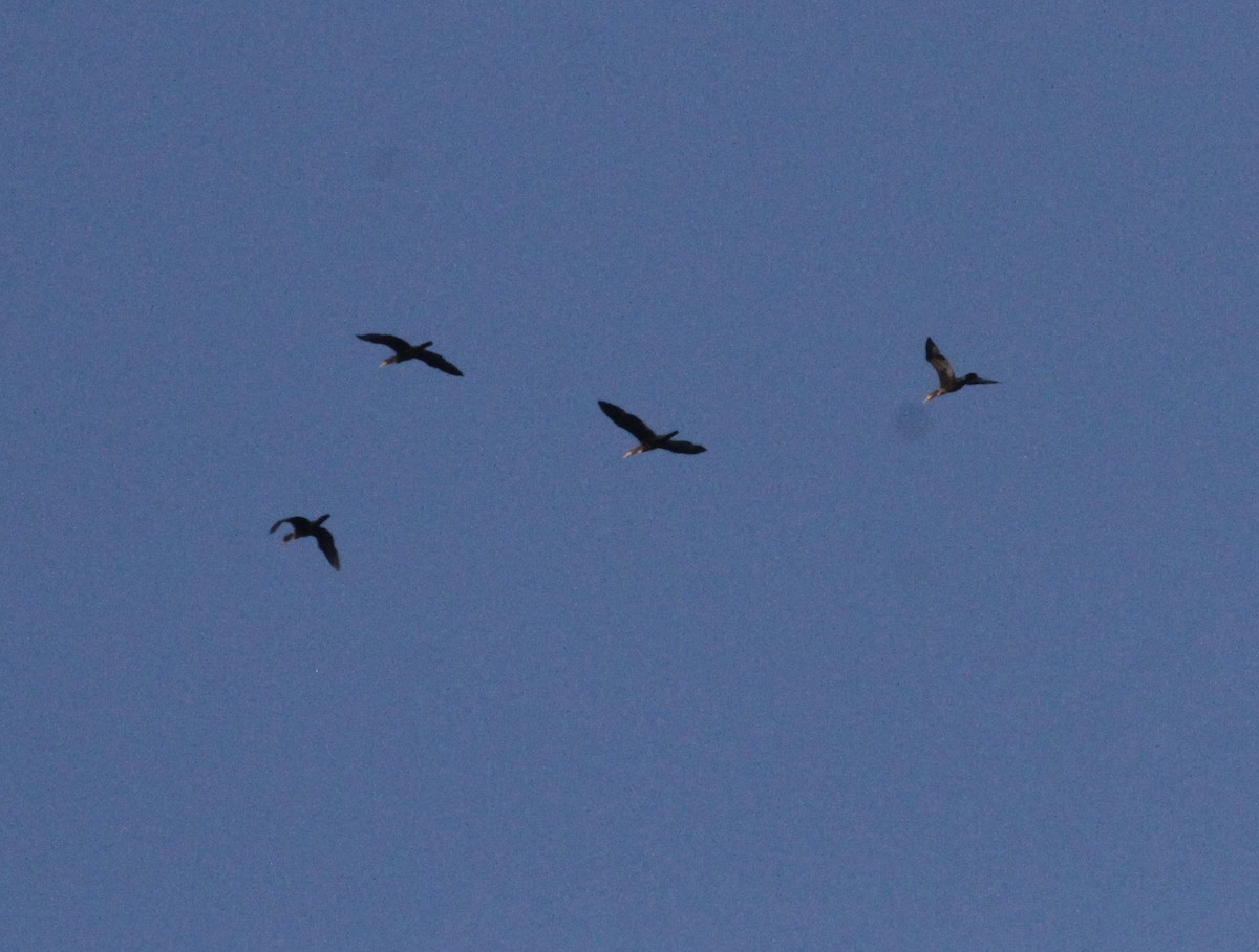 Double-crested Cormorant - ML498690321