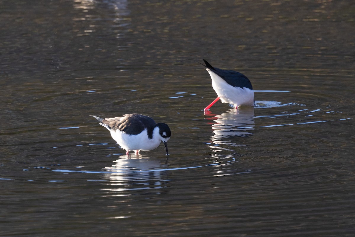 Black-necked Stilt - ML498693801