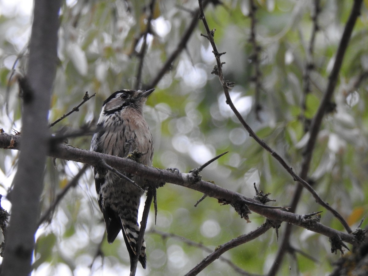 Lesser Spotted Woodpecker - Gary Losada