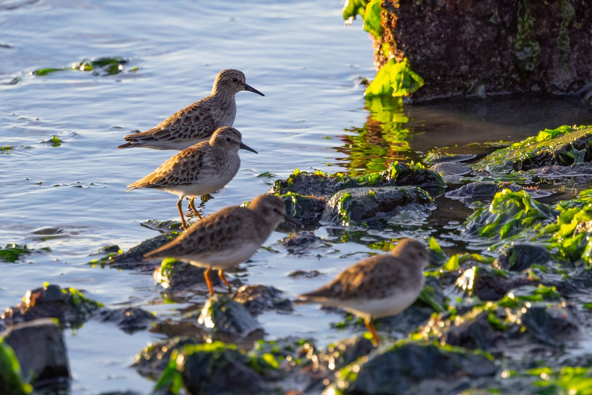 Least Sandpiper - ML498694171