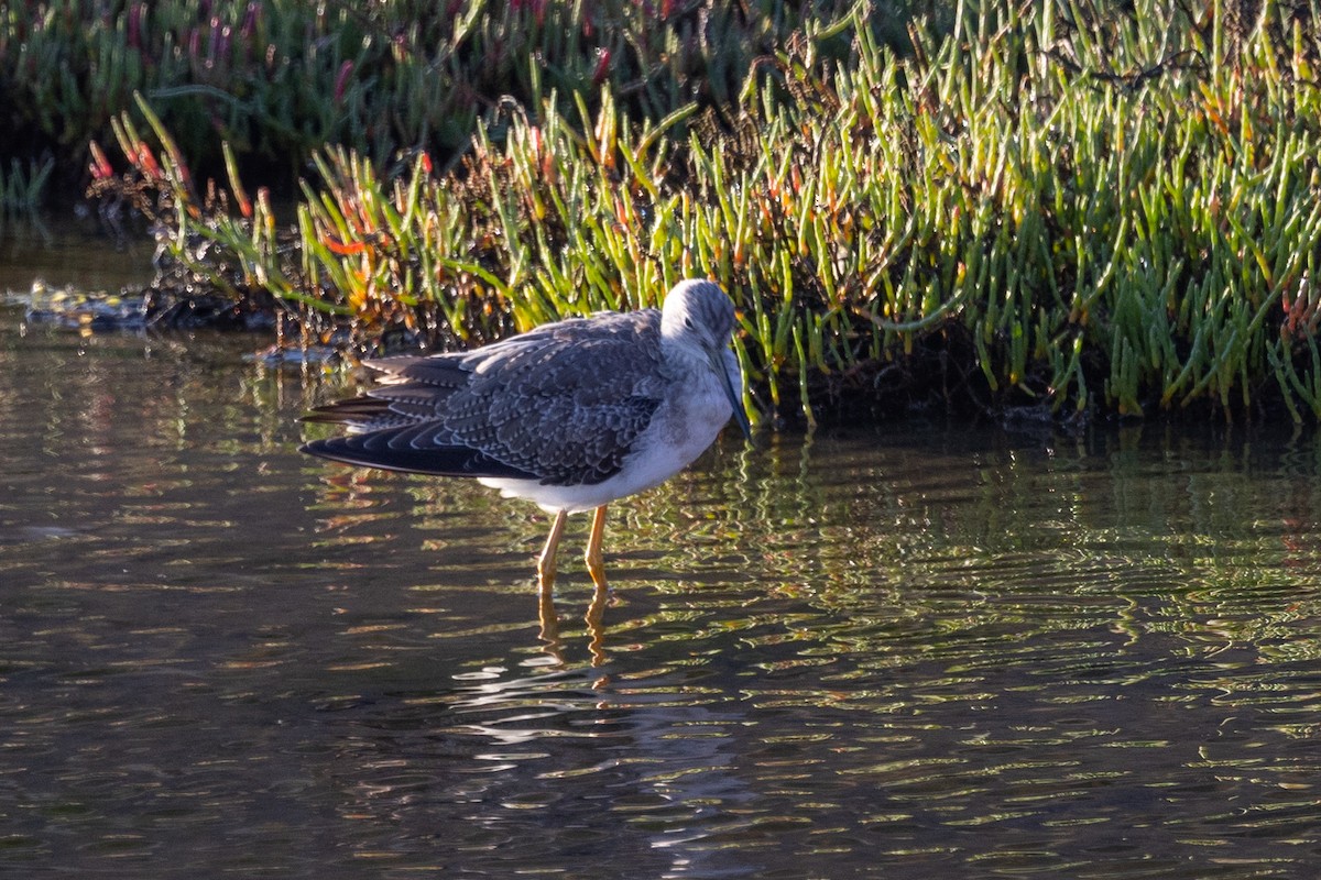 Greater Yellowlegs - ML498695691