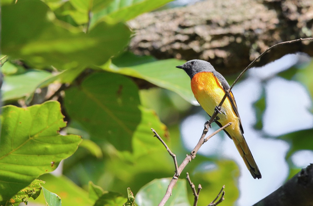 Küçük Minivet - ML498695771