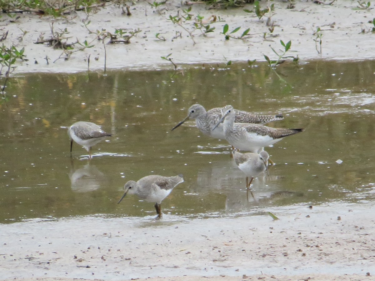 Greater Yellowlegs - ML498697901