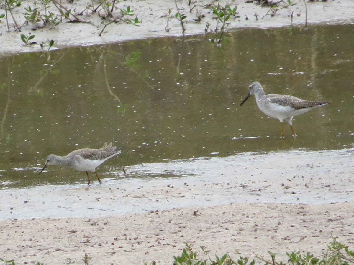 Greater Yellowlegs - ML498697911