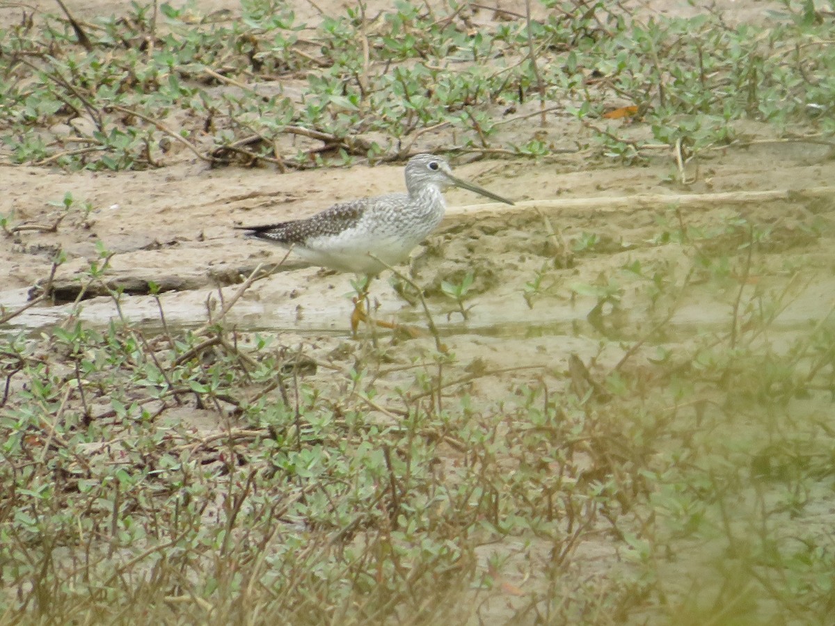 Greater Yellowlegs - ML498698001