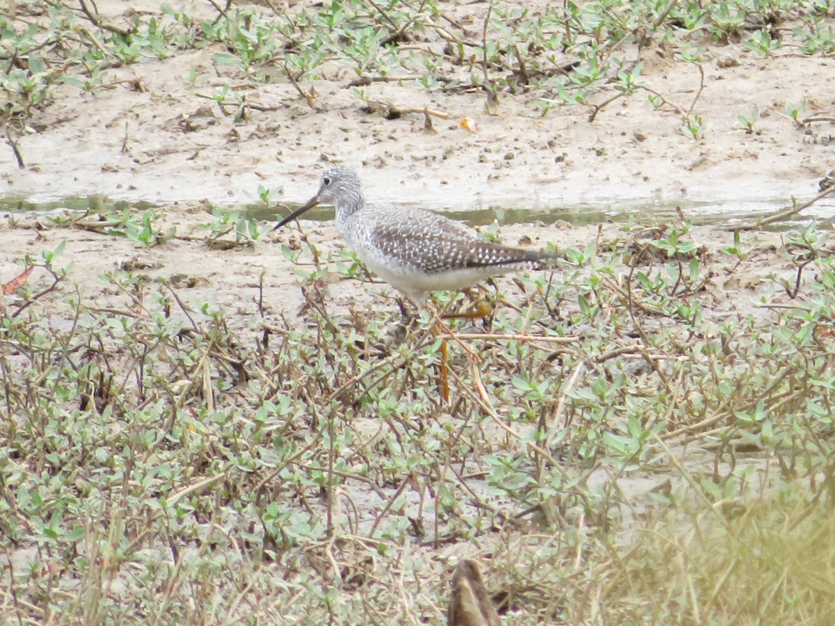 Greater Yellowlegs - ML498698011