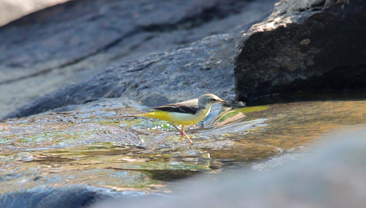 Gray Wagtail - ML498698151