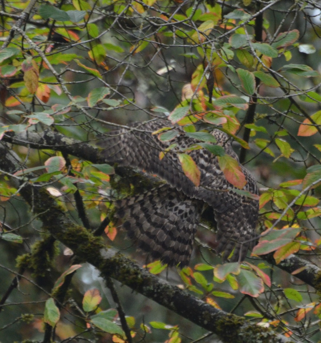 American Goshawk - ML498698971