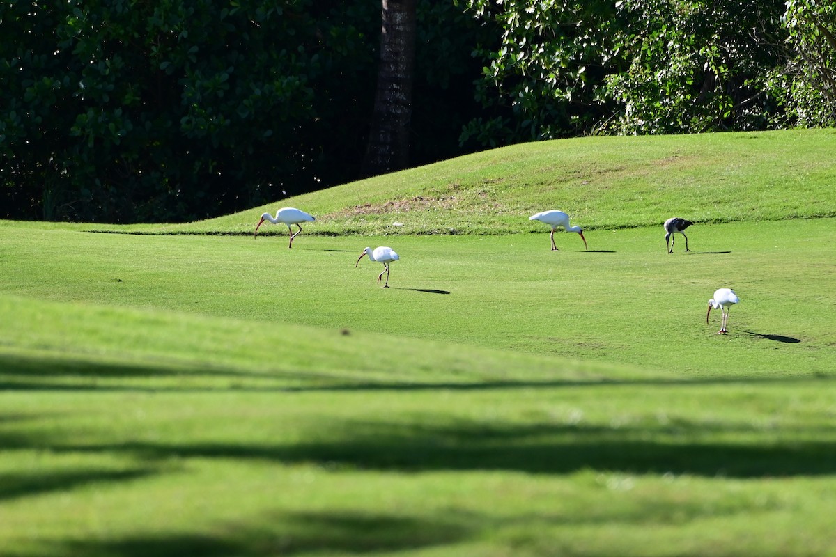 White Ibis - ML498701321