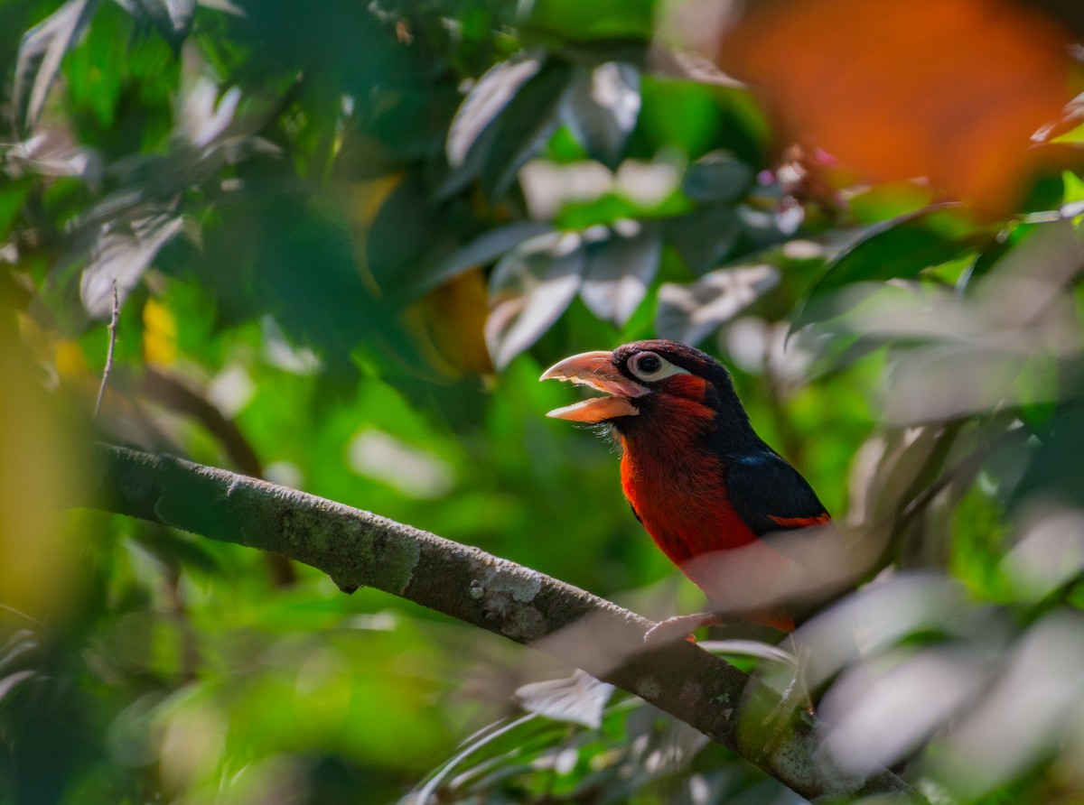 Double-toothed Barbet - ML49870141