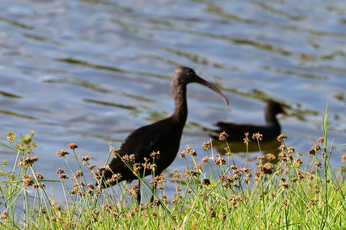 ibis hnědý - ML498701541