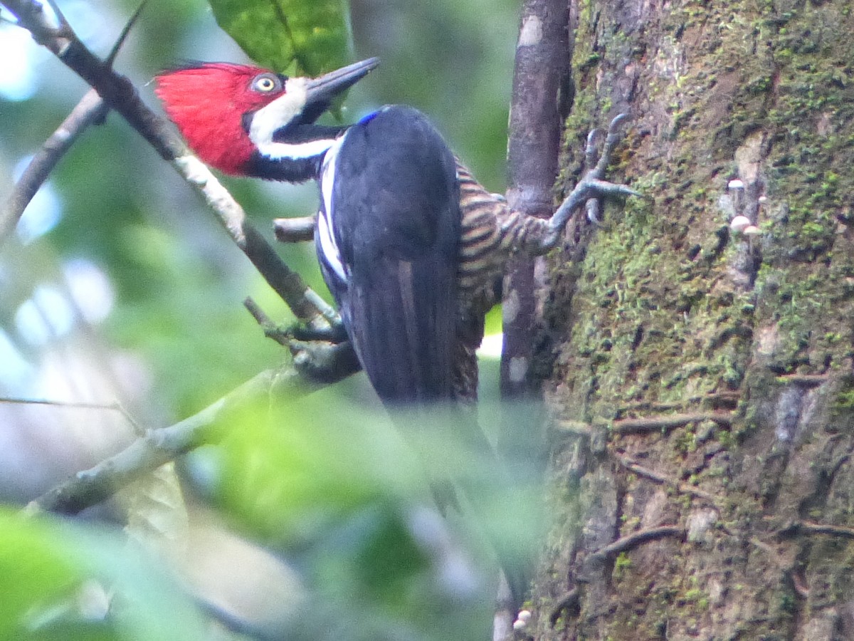 Crimson-crested Woodpecker - ML498701621