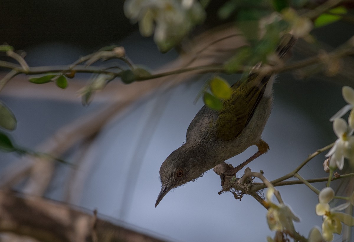 Green-backed Camaroptera (Gray-backed) - ML49870231