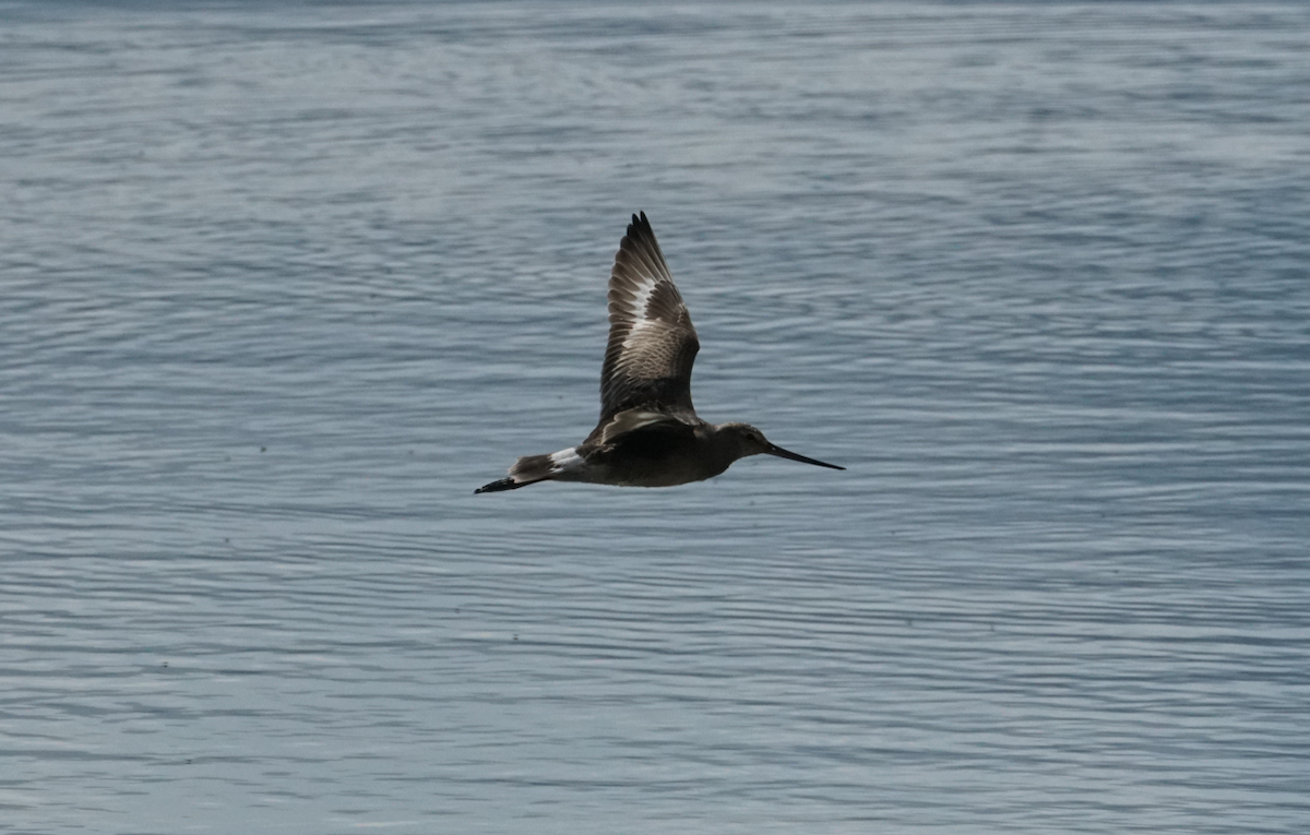 Hudsonian Godwit - ML498703081