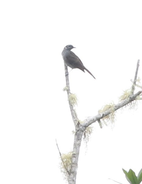 Black-throated Honeyeater - ML498706081