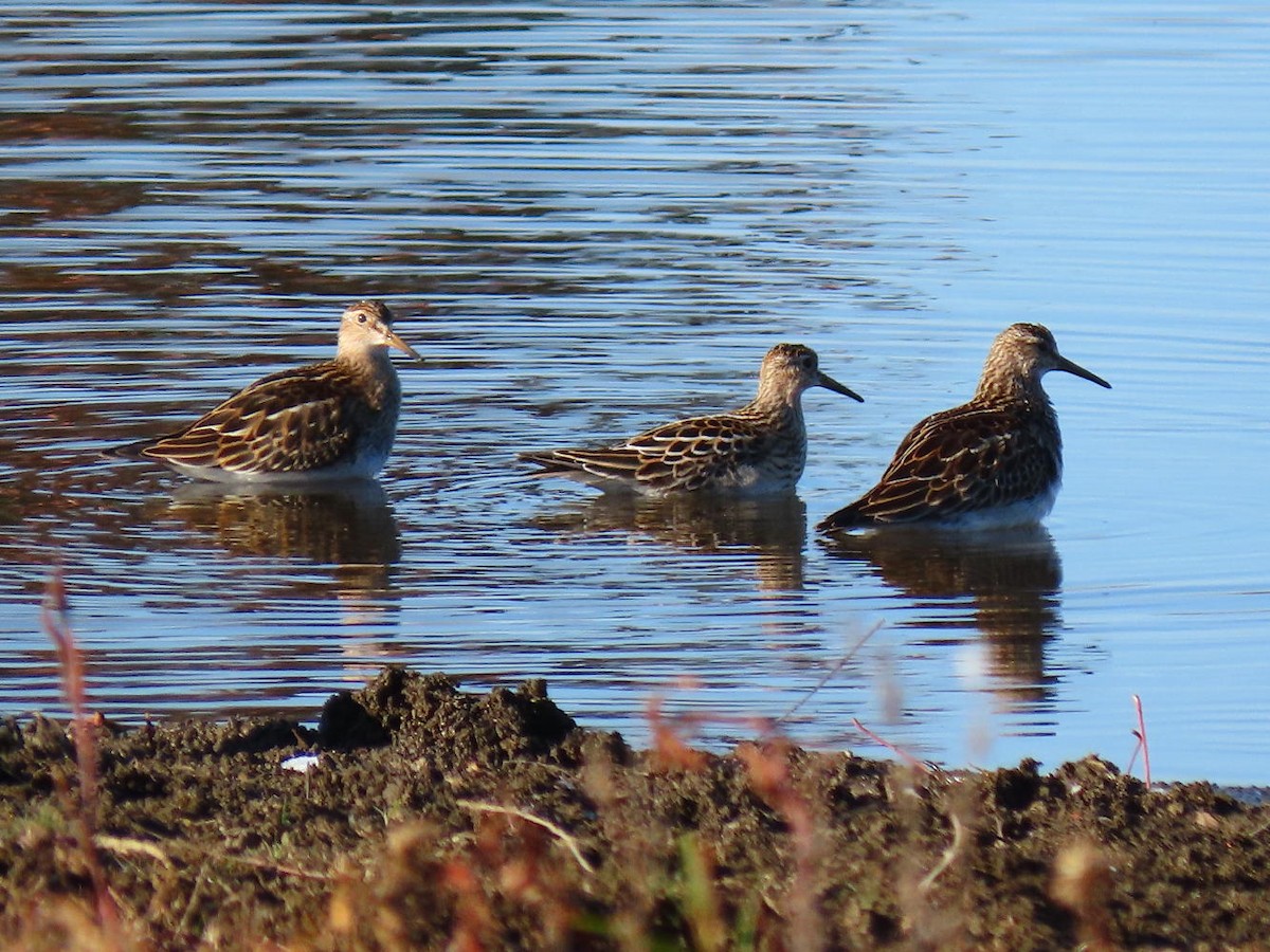 Pectoral Sandpiper - ML498707701