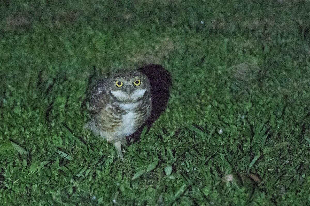 Burrowing Owl - ML498707901