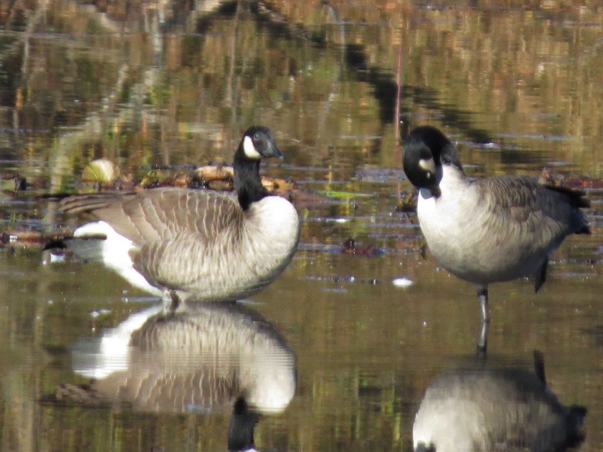 Canada Goose - Juliet Berger