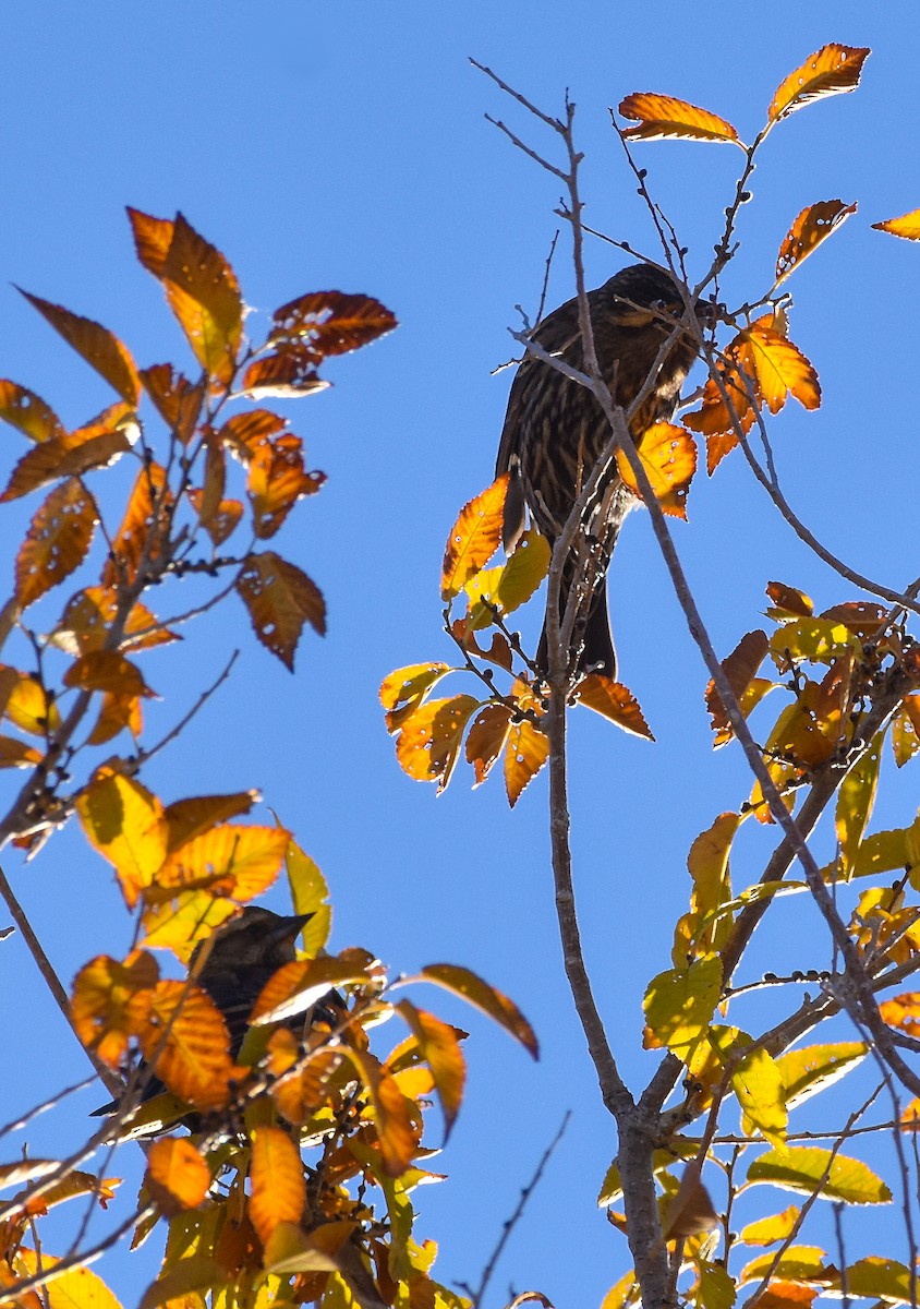 Red-winged Blackbird - ML498710531