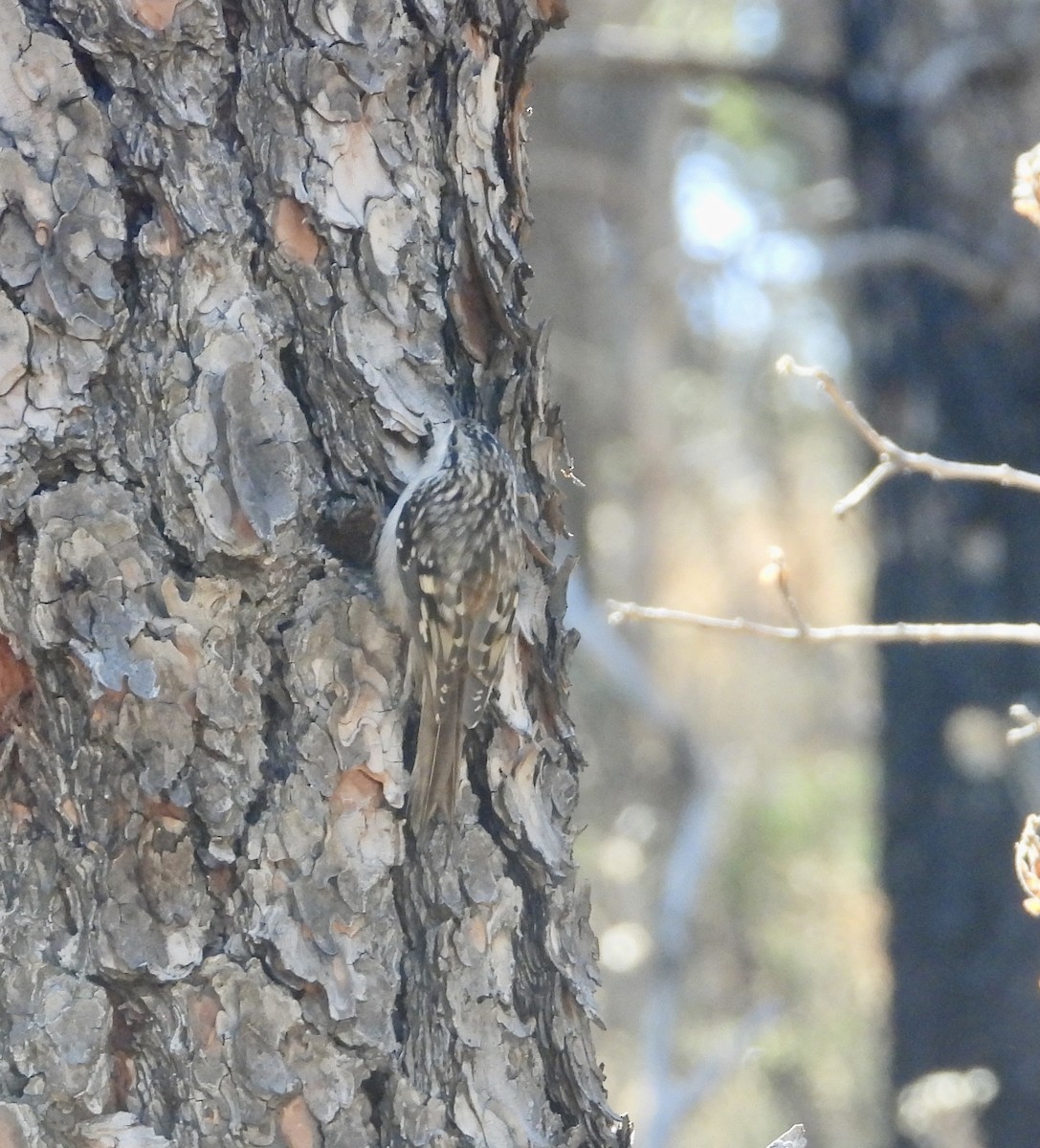 Brown Creeper - ML498711281