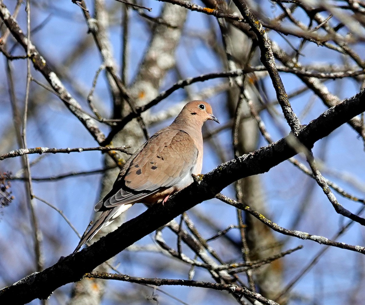 Mourning Dove - Louise Courtemanche 🦅