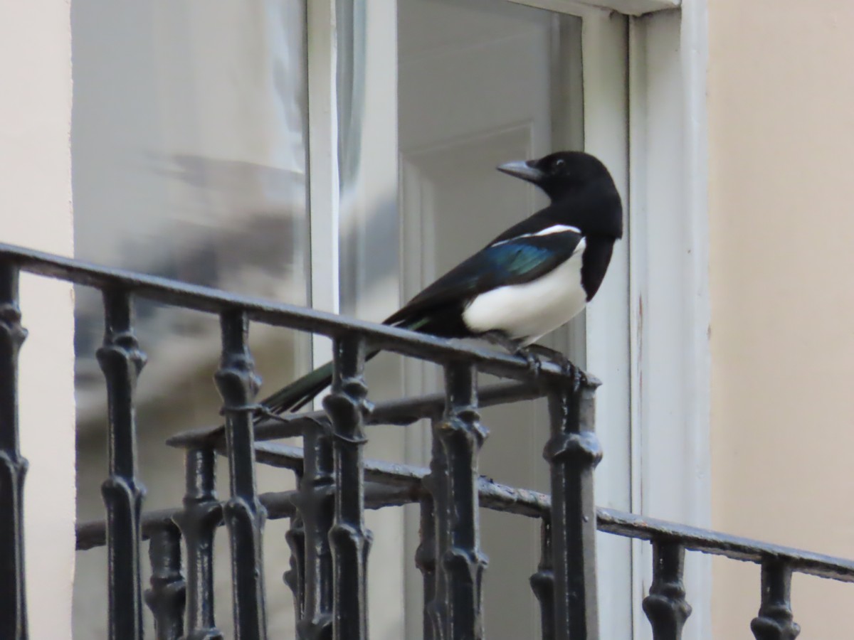 Eurasian Magpie - ML498715081