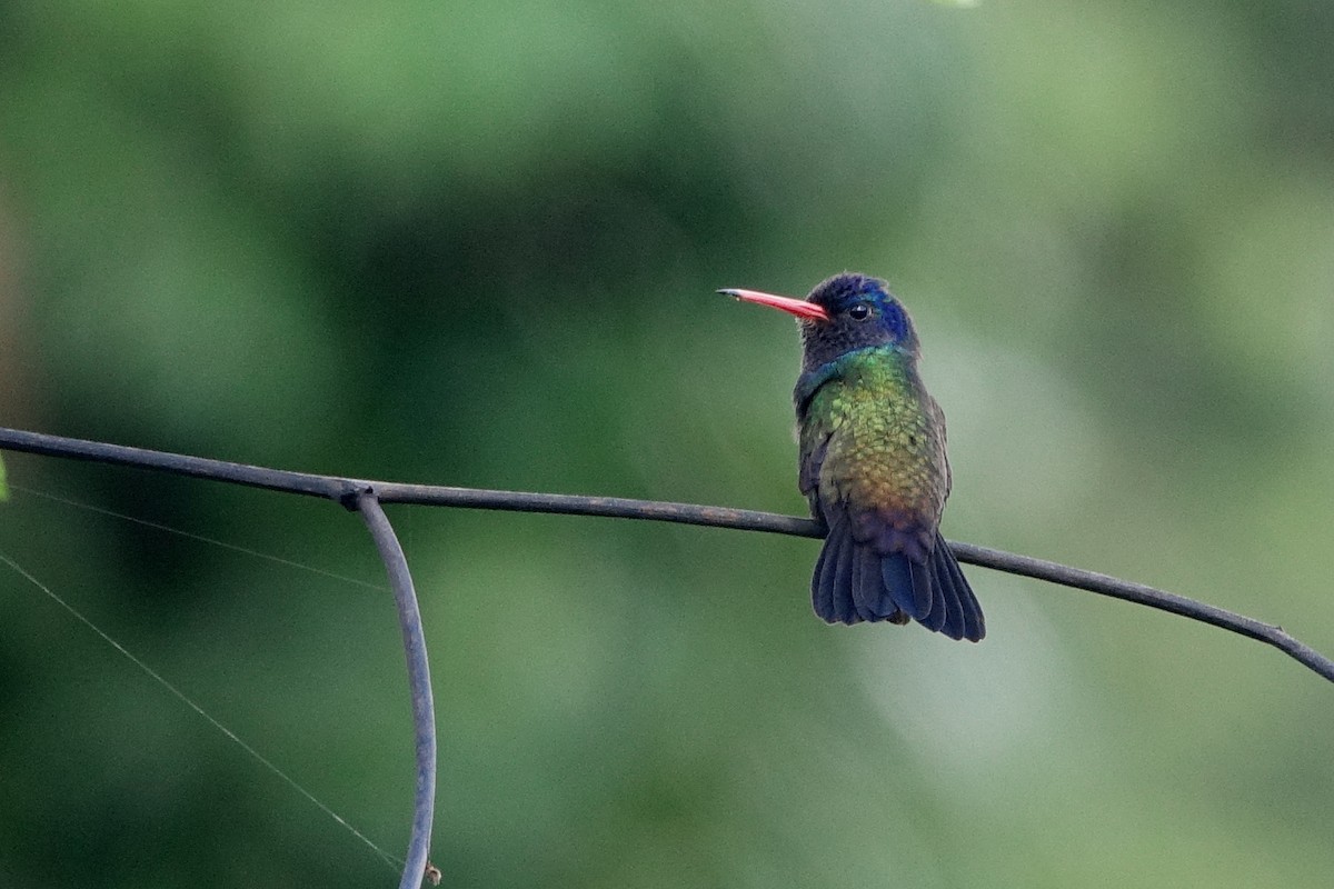 White-chinned Sapphire - ML498715681