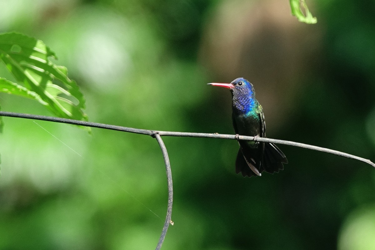 White-chinned Sapphire - ML498715691