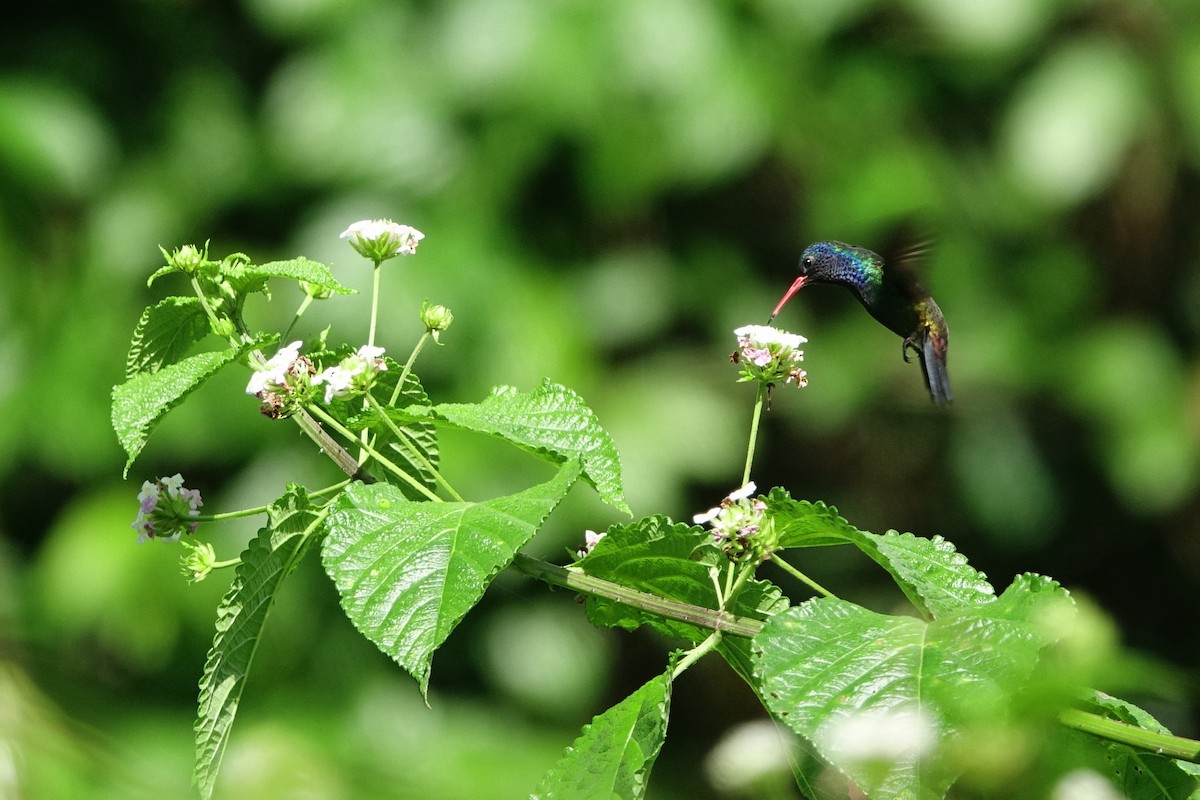 White-chinned Sapphire - ML498715701