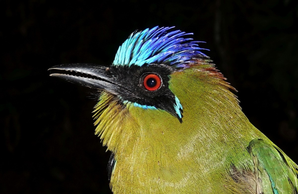 Amazonian Motmot - ML498715831