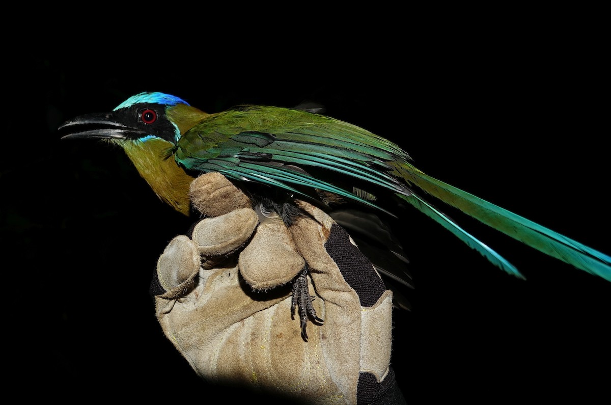 Amazonian Motmot - ML498715841