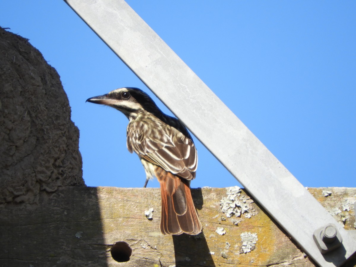 Streaked Flycatcher - Silvia Enggist