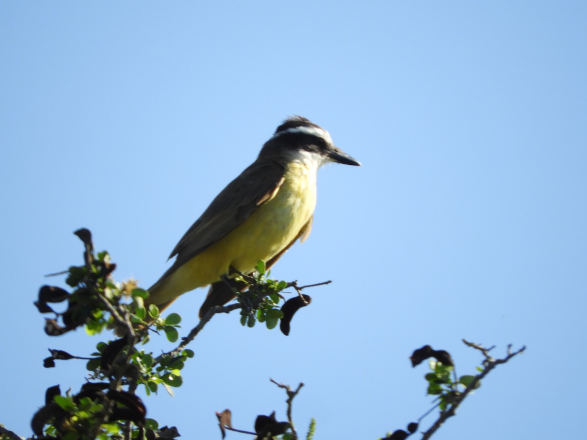 Great Kiskadee - ML498716091