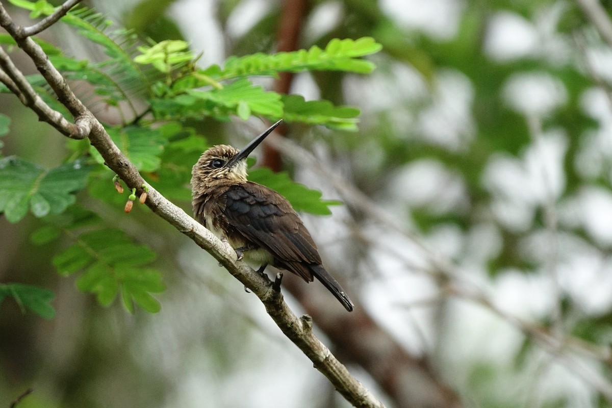 Brown Jacamar - ML498716211