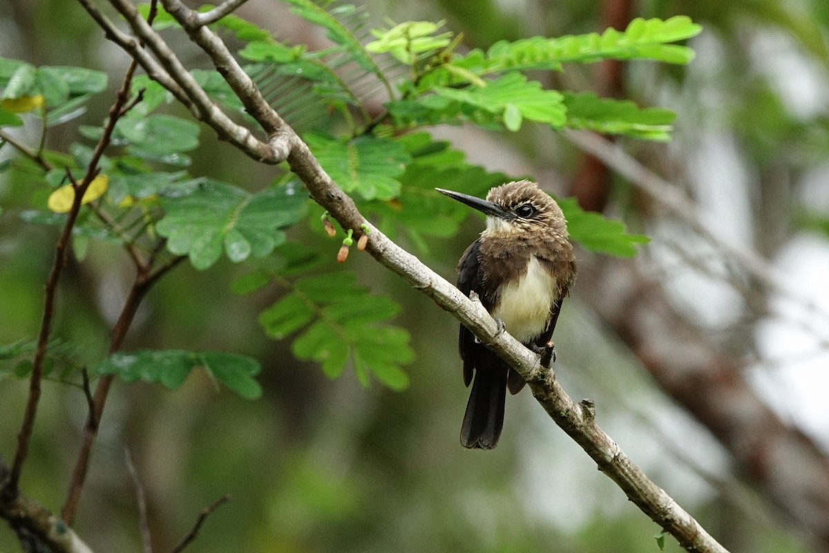 Brown Jacamar - ML498716221
