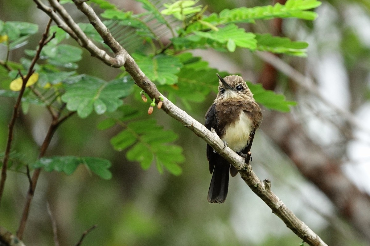 Brown Jacamar - ML498716231